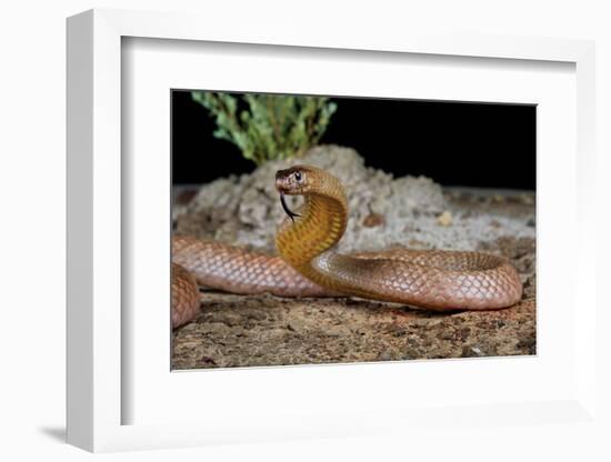 Strap-snouted brownsnake in defensive posture, Australia-Robert Valentic-Framed Photographic Print