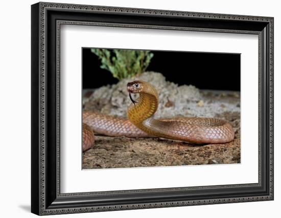 Strap-snouted brownsnake in defensive posture, Australia-Robert Valentic-Framed Photographic Print