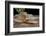 Strap-snouted brownsnake in defensive posture, Australia-Robert Valentic-Framed Photographic Print