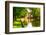 Strasbourg, Water Canal in Petite France Area. Half Timbered Houses and Trees in Grand Ile. Alsace,-stevanzz-Framed Photographic Print