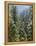 Strathcona Provincial Park, Vancouver Island, the Dense Rainforest-Christopher Talbot Frank-Framed Premier Image Canvas