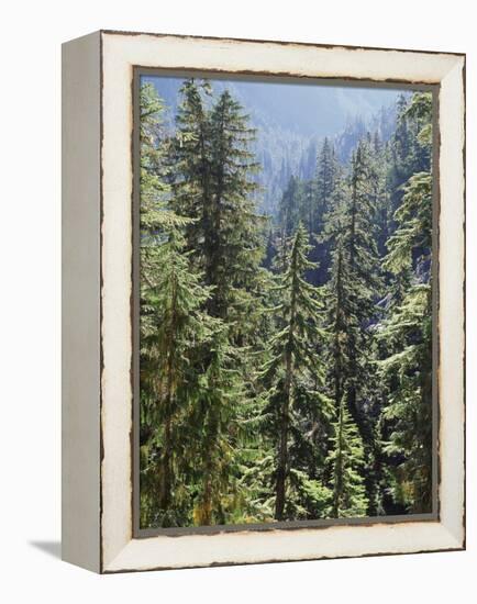 Strathcona Provincial Park, Vancouver Island, the Dense Rainforest-Christopher Talbot Frank-Framed Premier Image Canvas