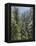 Strathcona Provincial Park, Vancouver Island, the Dense Rainforest-Christopher Talbot Frank-Framed Premier Image Canvas