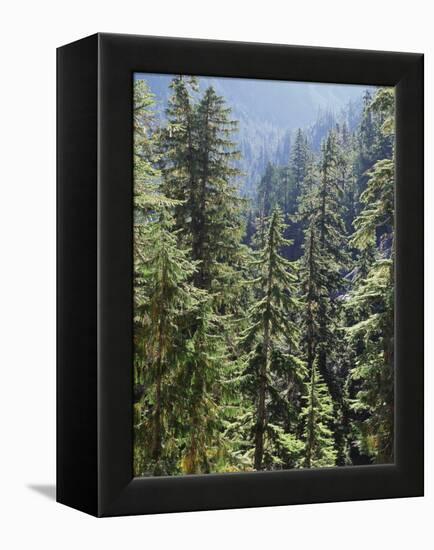 Strathcona Provincial Park, Vancouver Island, the Dense Rainforest-Christopher Talbot Frank-Framed Premier Image Canvas