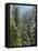 Strathcona Provincial Park, Vancouver Island, the Dense Rainforest-Christopher Talbot Frank-Framed Premier Image Canvas