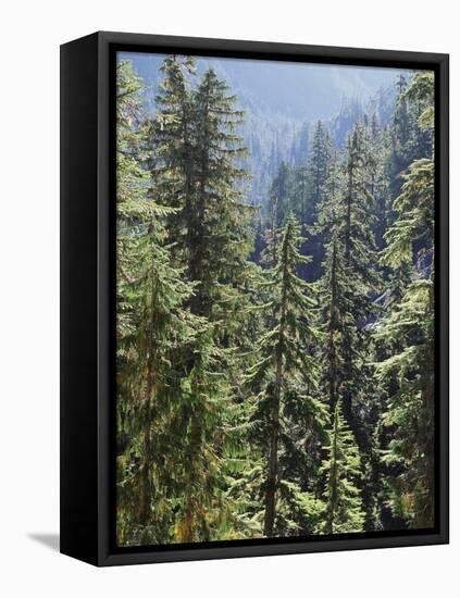 Strathcona Provincial Park, Vancouver Island, the Dense Rainforest-Christopher Talbot Frank-Framed Premier Image Canvas