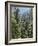 Strathcona Provincial Park, Vancouver Island, the Dense Rainforest-Christopher Talbot Frank-Framed Photographic Print