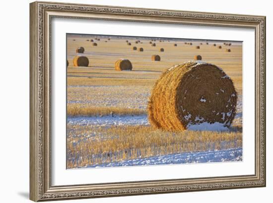 Straw Bales, November Snow, Western Montana-Jason Savage-Framed Art Print