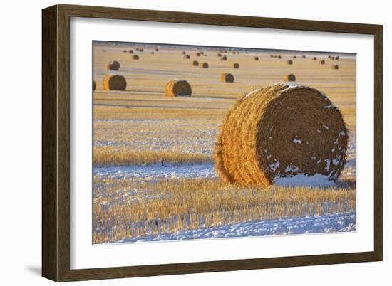 Straw Bales, November Snow, Western Montana-Jason Savage-Framed Art Print