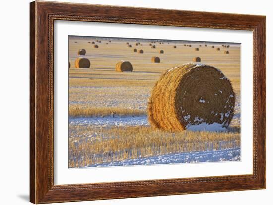 Straw Bales, November Snow, Western Montana-Jason Savage-Framed Art Print