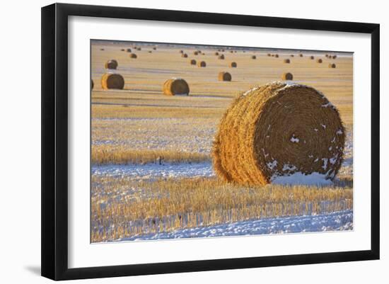 Straw Bales, November Snow, Western Montana-Jason Savage-Framed Art Print