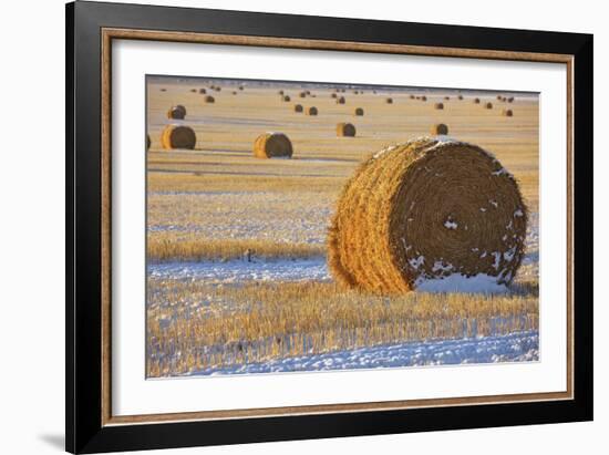 Straw Bales, November Snow, Western Montana-Jason Savage-Framed Art Print