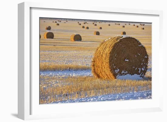 Straw Bales, November Snow, Western Montana-Jason Savage-Framed Art Print