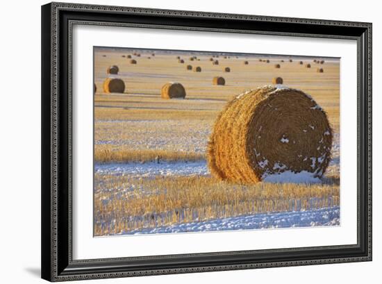 Straw Bales, November Snow, Western Montana-Jason Savage-Framed Art Print