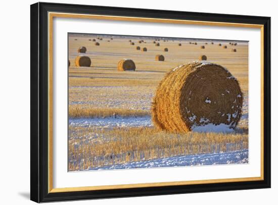 Straw Bales, November Snow, Western Montana-Jason Savage-Framed Art Print