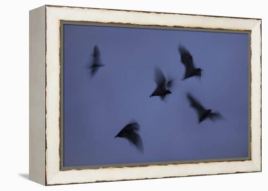 Straw-Coloured Fruit Bats (Eidolon Helvum) Leaving Roost Site at Dusk-Nick Garbutt-Framed Premier Image Canvas