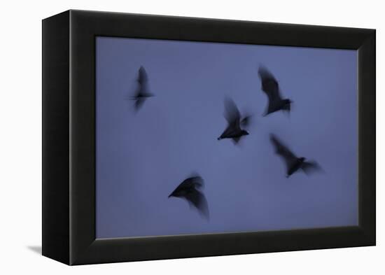 Straw-Coloured Fruit Bats (Eidolon Helvum) Leaving Roost Site at Dusk-Nick Garbutt-Framed Premier Image Canvas