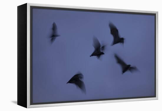 Straw-Coloured Fruit Bats (Eidolon Helvum) Leaving Roost Site at Dusk-Nick Garbutt-Framed Premier Image Canvas