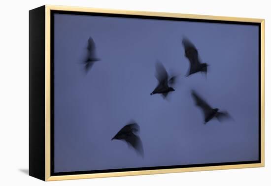 Straw-Coloured Fruit Bats (Eidolon Helvum) Leaving Roost Site at Dusk-Nick Garbutt-Framed Premier Image Canvas