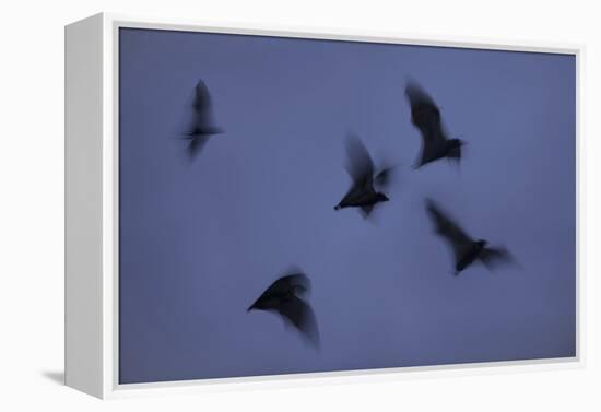 Straw-Coloured Fruit Bats (Eidolon Helvum) Leaving Roost Site at Dusk-Nick Garbutt-Framed Premier Image Canvas