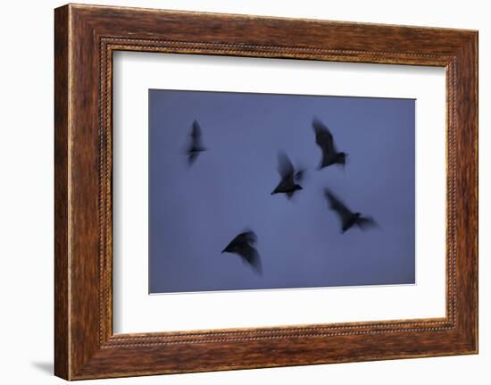 Straw-Coloured Fruit Bats (Eidolon Helvum) Leaving Roost Site at Dusk-Nick Garbutt-Framed Photographic Print