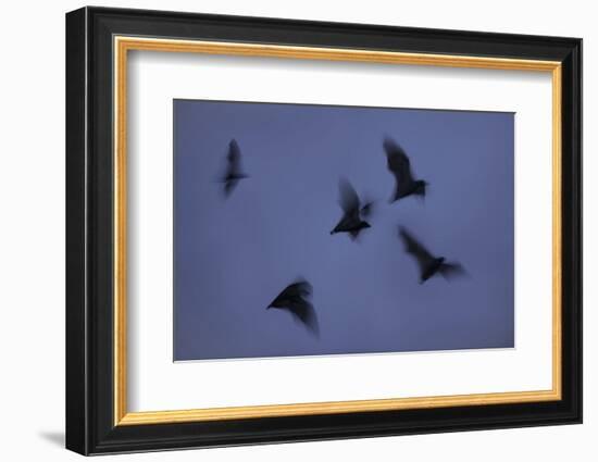 Straw-Coloured Fruit Bats (Eidolon Helvum) Leaving Roost Site at Dusk-Nick Garbutt-Framed Photographic Print