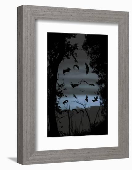 Straw-Coloured Fruit Bats (Eidolon Helvum) Returning to Daytime Roost at Dawn-Nick Garbutt-Framed Photographic Print