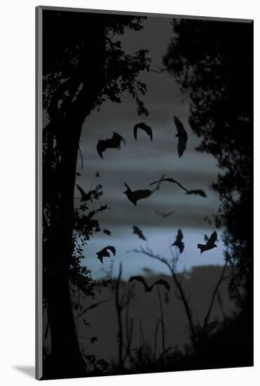 Straw-Coloured Fruit Bats (Eidolon Helvum) Returning to Daytime Roost at Dawn-Nick Garbutt-Mounted Photographic Print