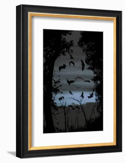 Straw-Coloured Fruit Bats (Eidolon Helvum) Returning to Daytime Roost at Dawn-Nick Garbutt-Framed Photographic Print