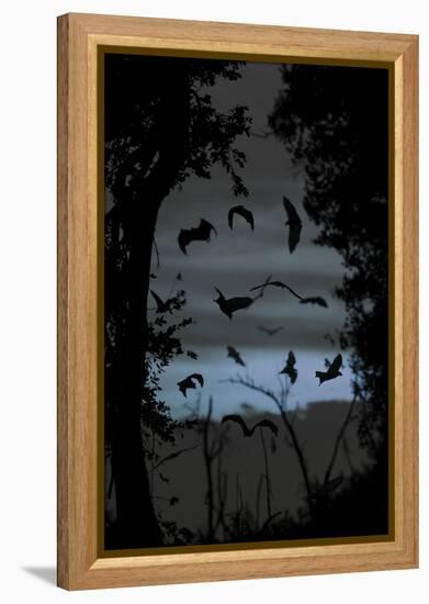 Straw-Coloured Fruit Bats (Eidolon Helvum) Returning to Daytime Roost at Dawn-Nick Garbutt-Framed Premier Image Canvas