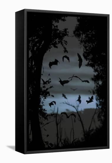 Straw-Coloured Fruit Bats (Eidolon Helvum) Returning to Daytime Roost at Dawn-Nick Garbutt-Framed Premier Image Canvas