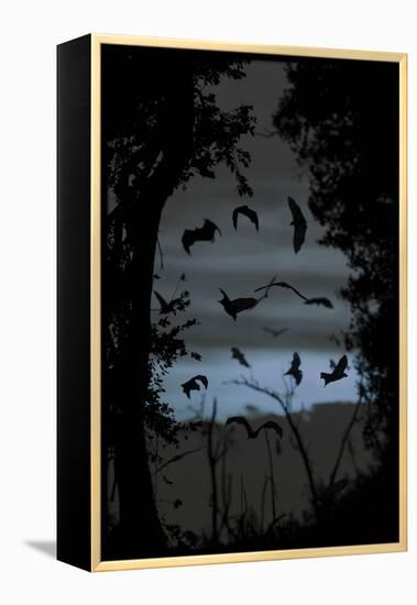 Straw-Coloured Fruit Bats (Eidolon Helvum) Returning to Daytime Roost at Dawn-Nick Garbutt-Framed Premier Image Canvas