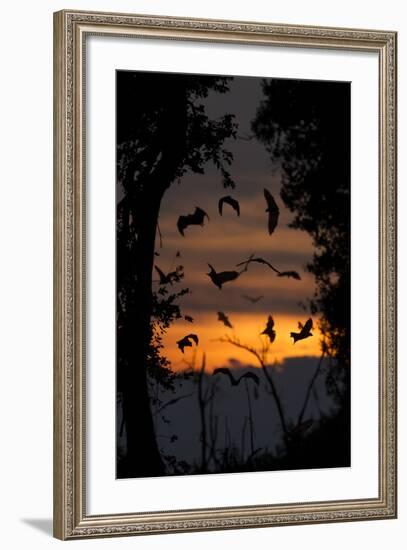 Straw-Coloured Fruit Bats (Eidolon Helvum) Returning To Daytime Roost At Dawn-Nick Garbutt-Framed Photographic Print