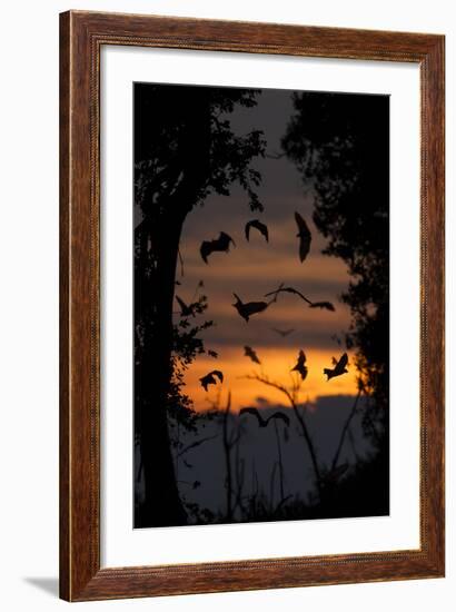 Straw-Coloured Fruit Bats (Eidolon Helvum) Returning To Daytime Roost At Dawn-Nick Garbutt-Framed Photographic Print