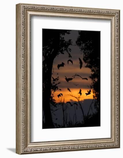 Straw-Coloured Fruit Bats (Eidolon Helvum) Returning To Daytime Roost At Dawn-Nick Garbutt-Framed Photographic Print