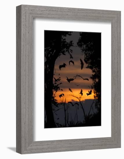 Straw-Coloured Fruit Bats (Eidolon Helvum) Returning To Daytime Roost At Dawn-Nick Garbutt-Framed Photographic Print