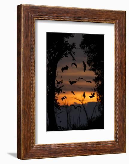 Straw-Coloured Fruit Bats (Eidolon Helvum) Returning To Daytime Roost At Dawn-Nick Garbutt-Framed Photographic Print