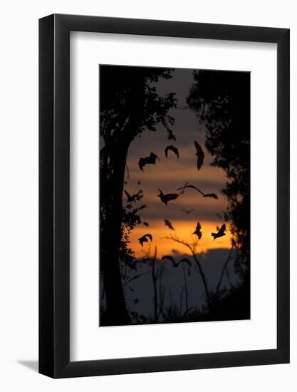 Straw-Coloured Fruit Bats (Eidolon Helvum) Returning To Daytime Roost At Dawn-Nick Garbutt-Framed Photographic Print