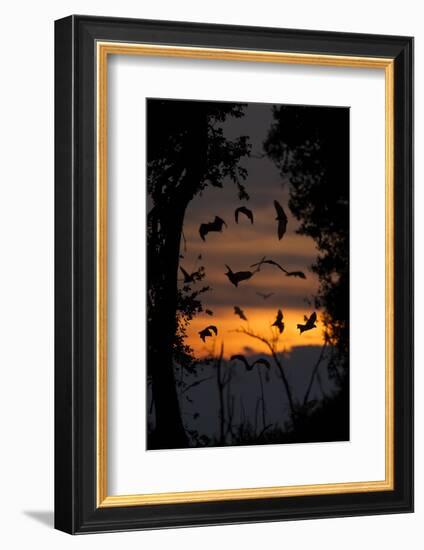 Straw-Coloured Fruit Bats (Eidolon Helvum) Returning To Daytime Roost At Dawn-Nick Garbutt-Framed Photographic Print