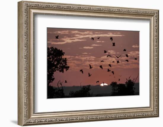 Straw-Coloured Fruit Bats (Eidolon Helvum) Returning to Daytime Roost at Sunrise-Nick Garbutt-Framed Photographic Print