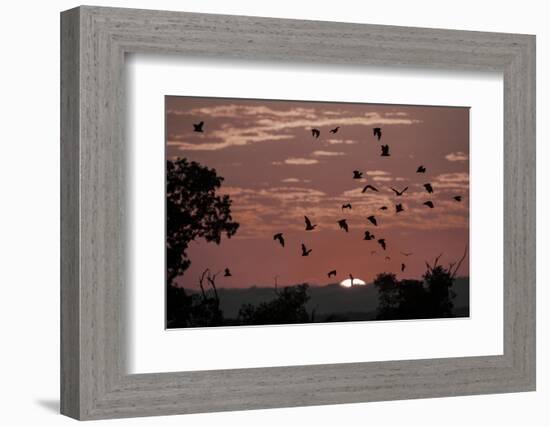 Straw-Coloured Fruit Bats (Eidolon Helvum) Returning to Daytime Roost at Sunrise-Nick Garbutt-Framed Photographic Print