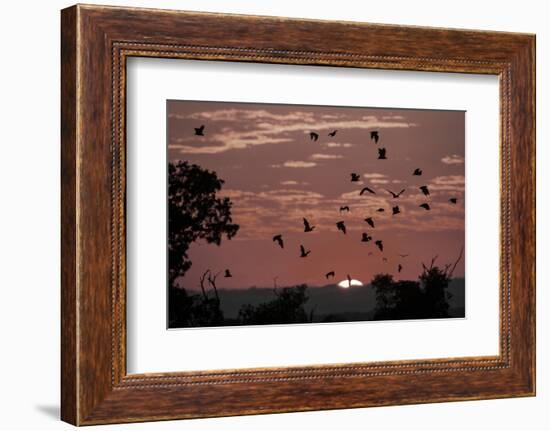 Straw-Coloured Fruit Bats (Eidolon Helvum) Returning to Daytime Roost at Sunrise-Nick Garbutt-Framed Photographic Print