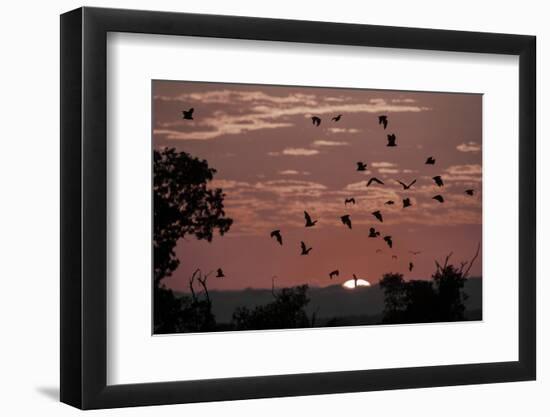 Straw-Coloured Fruit Bats (Eidolon Helvum) Returning to Daytime Roost at Sunrise-Nick Garbutt-Framed Photographic Print