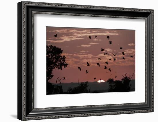 Straw-Coloured Fruit Bats (Eidolon Helvum) Returning to Daytime Roost at Sunrise-Nick Garbutt-Framed Photographic Print