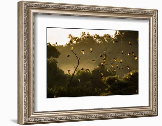 Straw-Coloured Fruit Bats (Eidolon Helvum) Returning To Daytime Roost At Sunrise-Nick Garbutt-Framed Photographic Print