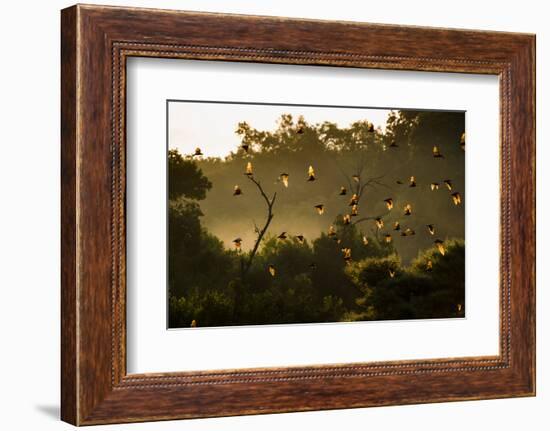 Straw-Coloured Fruit Bats (Eidolon Helvum) Returning To Daytime Roost At Sunrise-Nick Garbutt-Framed Photographic Print