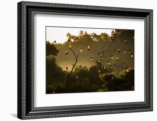 Straw-Coloured Fruit Bats (Eidolon Helvum) Returning To Daytime Roost At Sunrise-Nick Garbutt-Framed Photographic Print