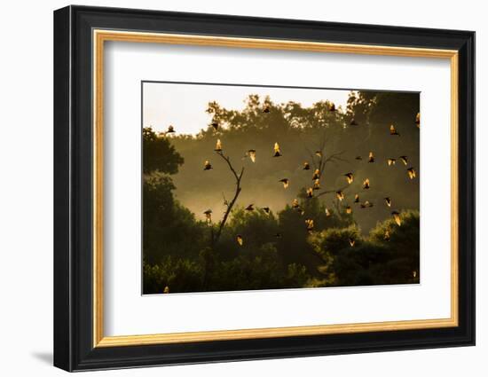 Straw-Coloured Fruit Bats (Eidolon Helvum) Returning To Daytime Roost At Sunrise-Nick Garbutt-Framed Photographic Print