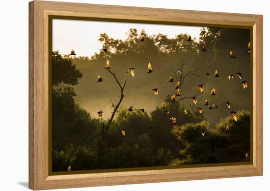 Straw-Coloured Fruit Bats (Eidolon Helvum) Returning To Daytime Roost At Sunrise-Nick Garbutt-Framed Premier Image Canvas