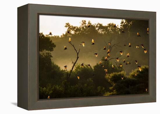 Straw-Coloured Fruit Bats (Eidolon Helvum) Returning To Daytime Roost At Sunrise-Nick Garbutt-Framed Premier Image Canvas